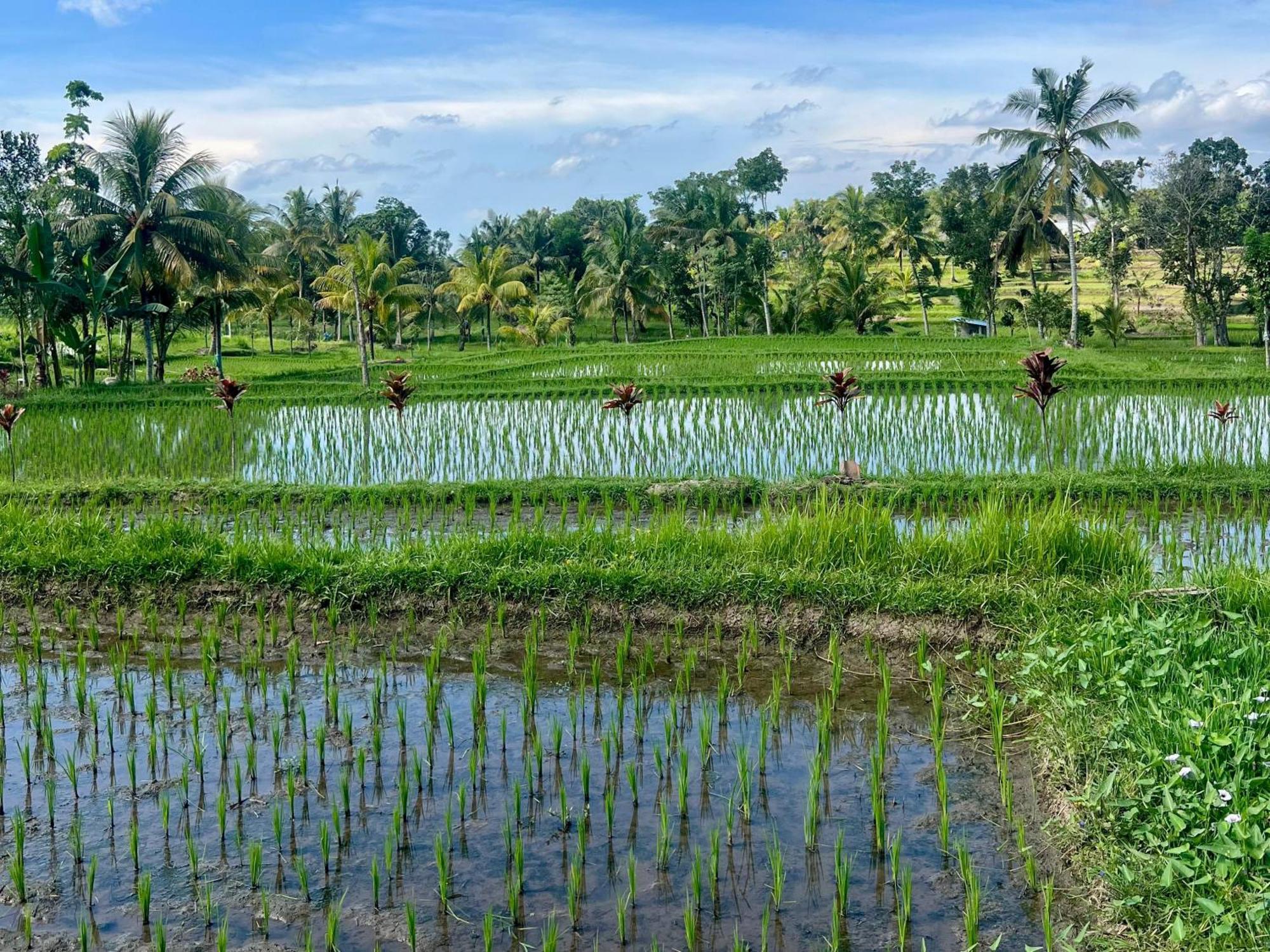 Bello Bungalow Batukliang المظهر الخارجي الصورة